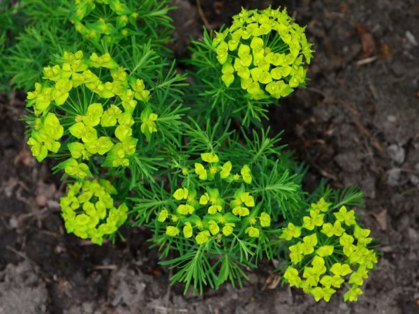 La variété de cyprès peut être cultivée dans le pays