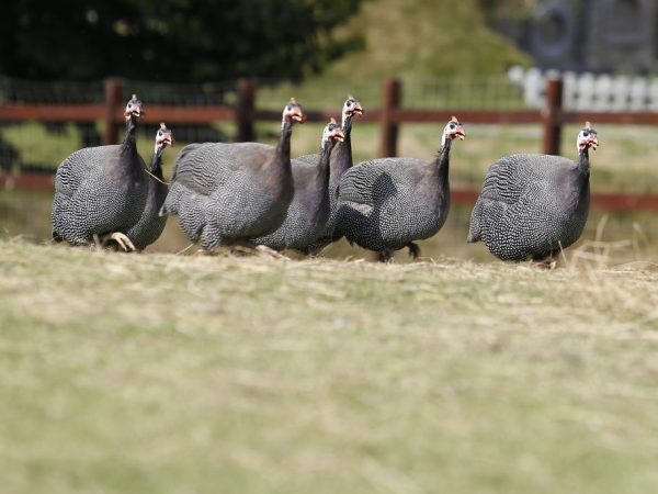 Fowl ng Guinea