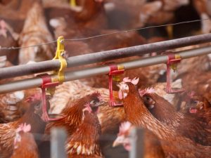 L'élevage de poulets en tant qu'entreprise