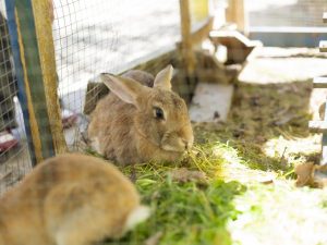 Pag-aanak ng mga rabbits sa bahay