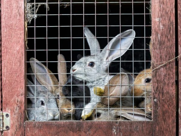 Pag-aanak ng broiler ng mga rabbits ng karne