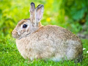 Ang mga dumaraming rabbits ayon sa pamamaraan ni Mikhailov