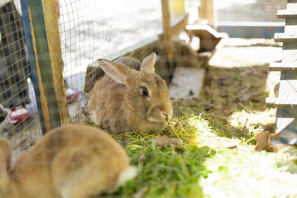 Pag-aanak ng mga rabbits sa bahay