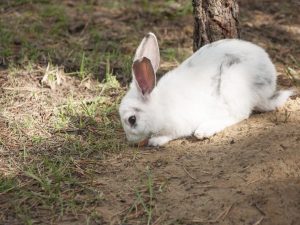 Pag-aanak ng mga rabbits sa hukay