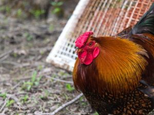 Paglalarawan ng mga manok ng Rhode Island