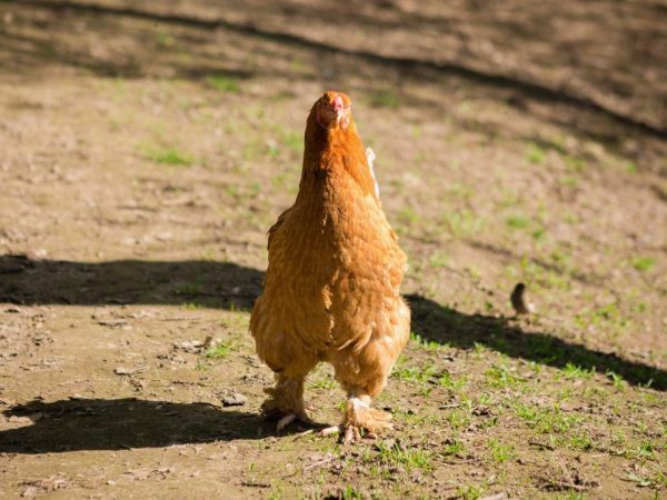 Mga manok na may mga mabalahibong paa