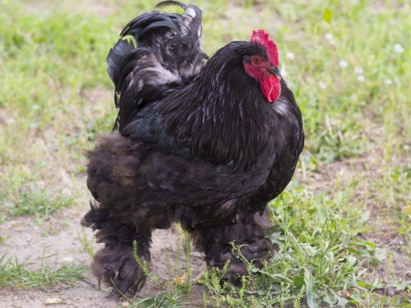 Cochinchin lahi ng manok