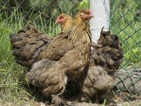 Lahi ng manok Brahma