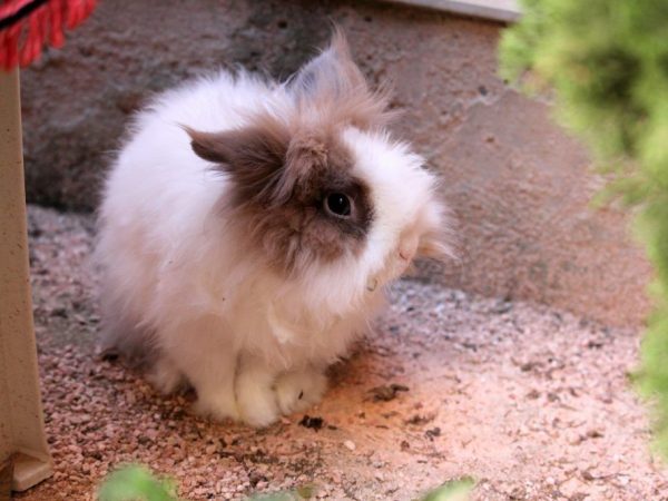 Angora pygmy rabbit