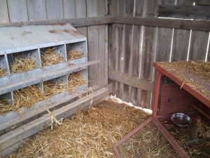 Bodega para sa manok