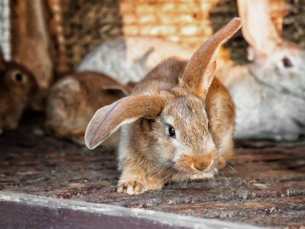 Abri de lapin