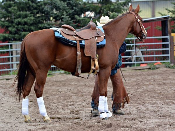 Saddle ng kabayo