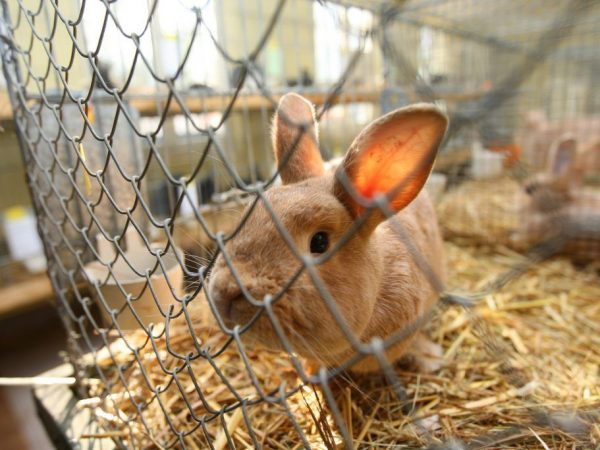 Cages de lapin de maille