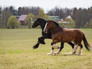 Shire koně