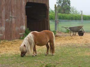 Shetlandský pony