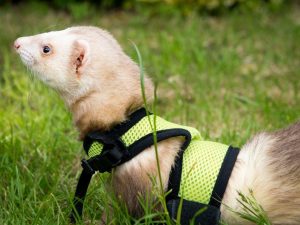 Do-it-yourself ferret harness