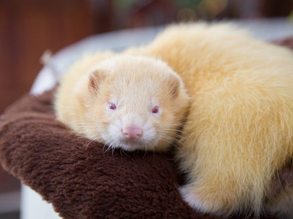 Magkano ang isang ferret