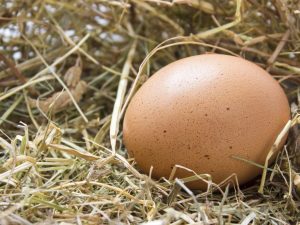 Gaano karami ang timbang ng isang itlog ng manok na walang shell