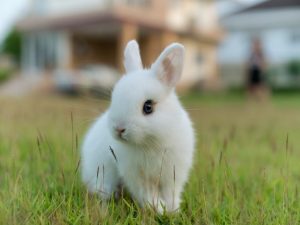 Gaano katagal nabubuhay ang mga dwarf rabbits?