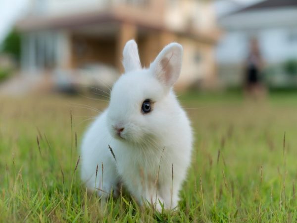 Gaano katagal nabubuhay ang mga dwarf rabbits?