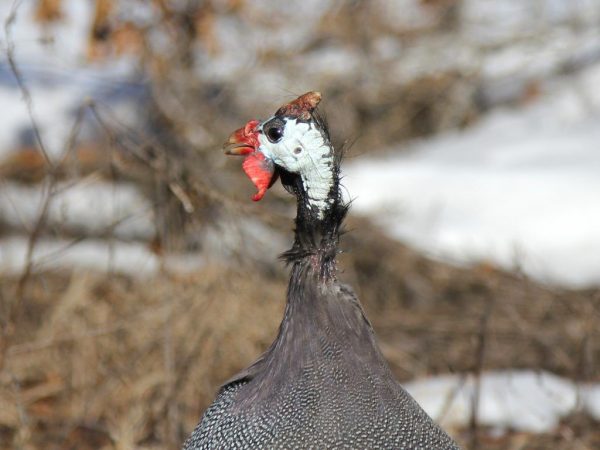 Pagpapanatiling mga guinea fowl sa taglamig