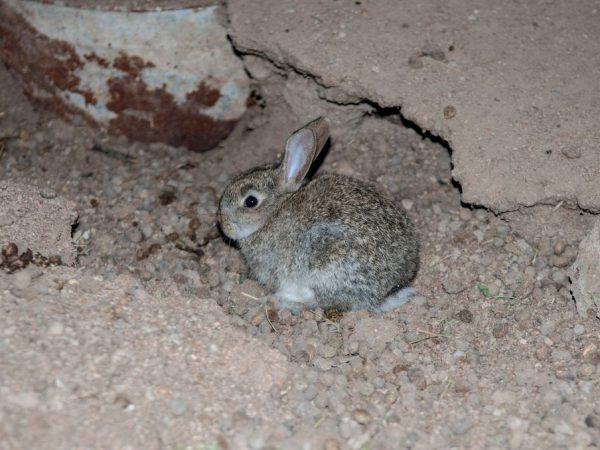 Pagpapanatiling rabbits sa hukay