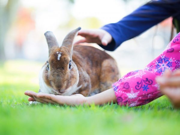 Un lapin sauvage à la maison peut vivre jusqu'à 5 ans