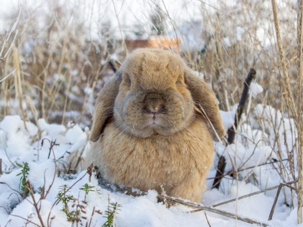 Pagpapanatiling rabbits sa labas ng taglamig