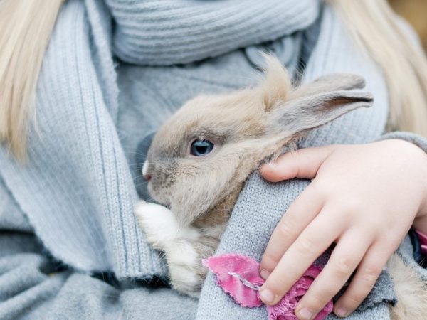 L'effet du temps sur l'état des lapins