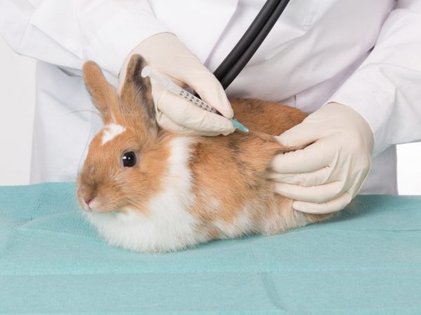 Antibiotics para sa paggamot ng mga rabbits