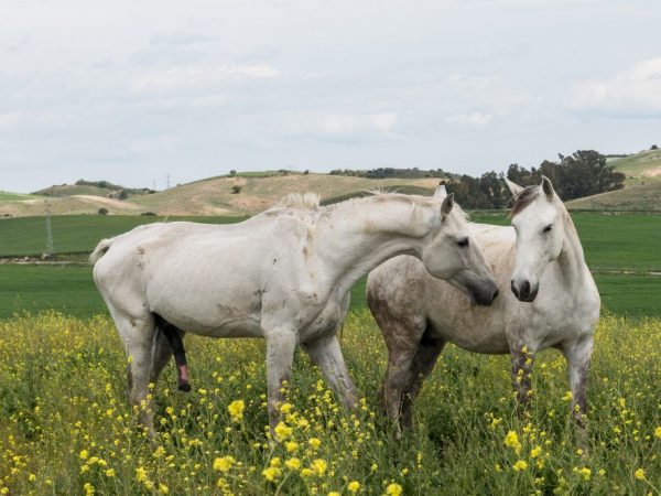 Parenje (parenje) konja: opis, postupak