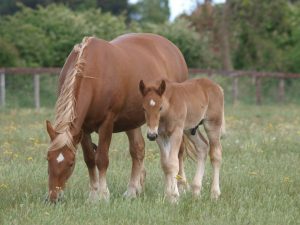 Suffolk horse