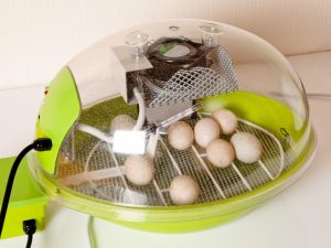 Temperatura ng incubator para sa mga itlog ng manok