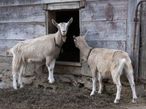 Toggenburg kambing lahi