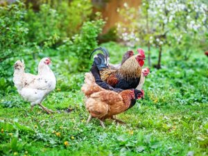 Paglalarawan at katangian ng mga manok ng lahi ng Tricolor