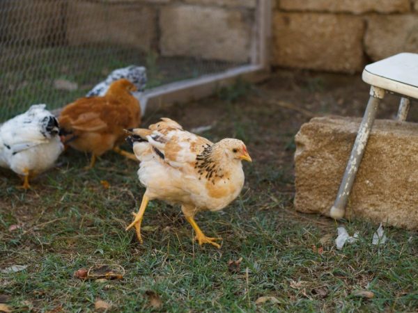 Hitsura ng mga manok na Tricolor Hitsura ng mga manok na Tricolor