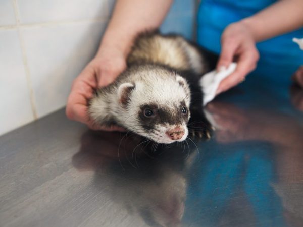 Bakit ang isang ferret ay nakakalbo at nagbalot ng buntot nito?