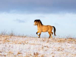 Welsh pony