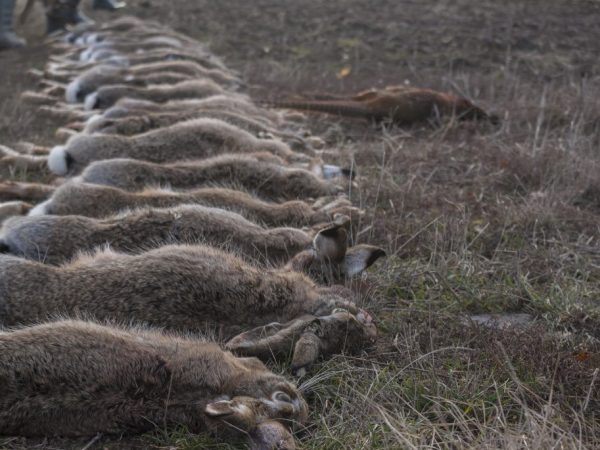 Bakit namatay at namamatay ang mga rabbits?