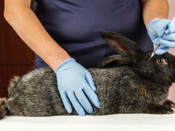 Bakuna para sa mga rabbits laban sa myxomatosis at HBV