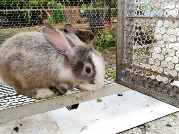 Avantages de l'élevage de lapins dans les volières