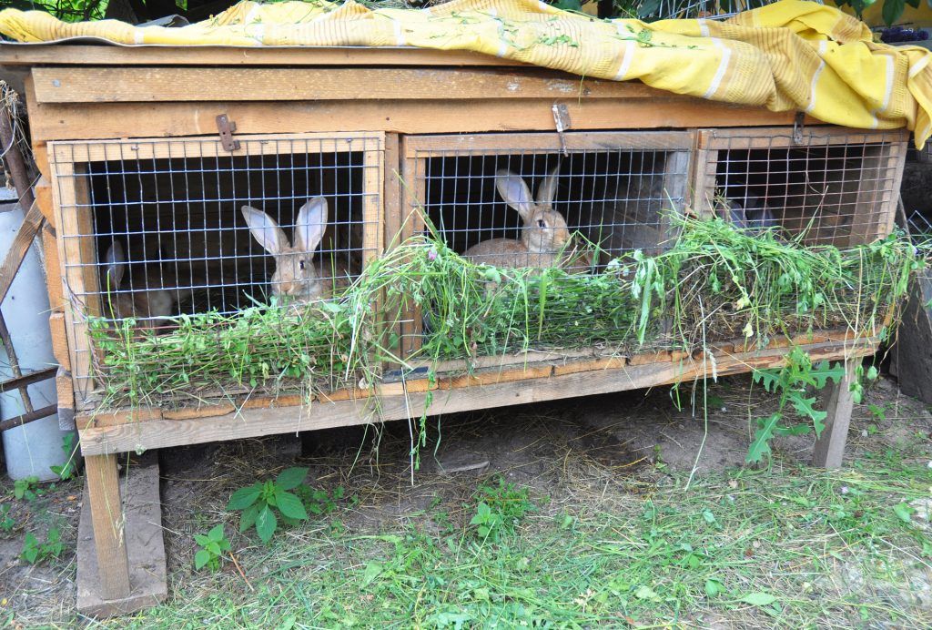 Pagpapanatiling rabbits sa mga cage