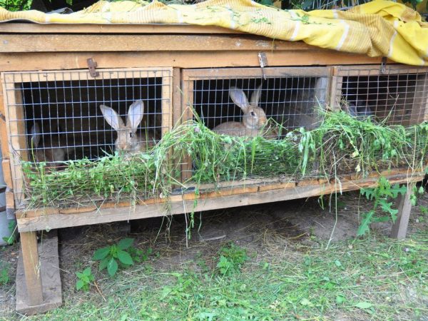 Pagpapanatiling rabbits sa mga cage