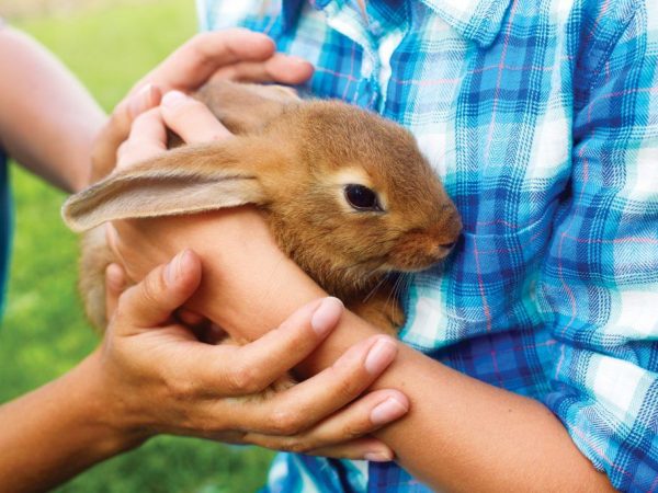 Sélection de lapins