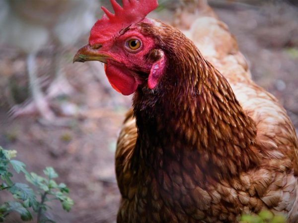 Isa Brown na lahi ng manok