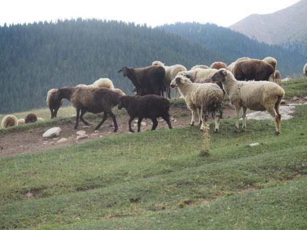 Tien Shan iba't ibang mga tupa