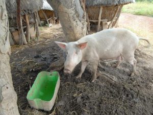 Lagnat ng baboy sa Africa