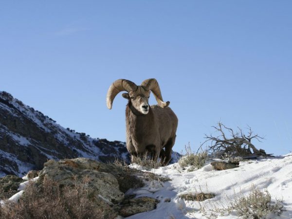 Mga tirahan ng Altai bundok na tupa