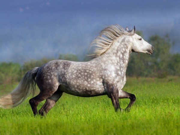 Ang hitsura ng lahi ng Andalusian