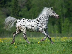 Mga Katangian ng Appaloosa pony